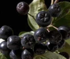 Aronia- Apfelbeere Nero Aronia Prunifolia `Nero´ -Garten Genuss aronia nero 600x600