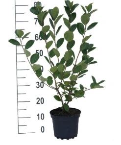 Aronia- Apfelbeere Nero Aronia Prunifolia `Nero´ -Garten Genuss aronia neroiiPvXE42DygxM