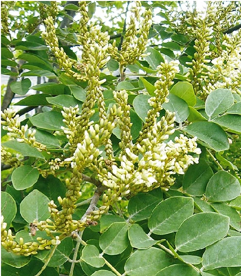 Asiatisches Gelbholz Maackia Amurensis 3 Asiatisches Gelbholz Maackia Amurensis