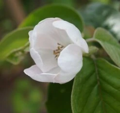 Tafelquitte Ayva® - Süßquitte, Kann Roh Verzehrt Werden Cydonia `Ayva´ 9 Tafelquitte Ayva® - Süßquitte, Kann Roh Verzehrt Werden Cydonia `Ayva´ -Garten Genuss ayva bl te