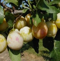 Mirabelle `Bellamira´ ® Prunus Domestica Subsp. Syriaca `Bellamira´ -Garten Genuss bellamira