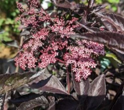 Rotblättriger Holunder `Black Beauty´ Sambucus Nigra `Black Beauty´ 9 Rotblättriger Holunder `Black Beauty´ Sambucus Nigra `Black Beauty´ -Garten Genuss black beauty2