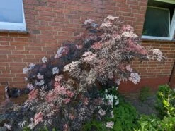 Holunder Black Lace ® Sambucus Nigra `Black Lace´ 12 Holunder Black Lace ® Sambucus Nigra `Black Lace´ -Garten Genuss black lace6