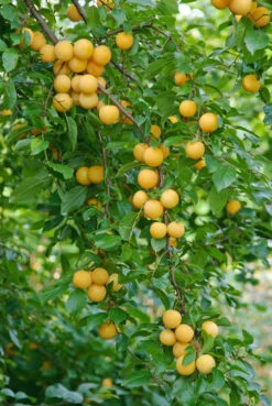 Kirschpflaume Prunus Cerasifera 7 Kirschpflaume Prunus Cerasifera -Garten Genuss botanikfoto 502360 RF WEB