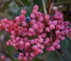 Garten Genuss -Garten Genuss brandywine33