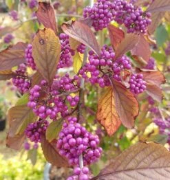 Schönfrucht, Liebesperlenstrauch Callicarpa Bodinieri `Profusion´ 9 Schönfrucht, Liebesperlenstrauch Callicarpa Bodinieri `Profusion´ -Garten Genuss callicarpa