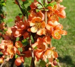 Nordische Zitrone, Zierquitte `Cido´ Chaenomeles Japonica `Cido´ -Garten Genuss cido 1