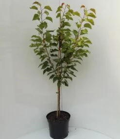 Kompakt Wachsende Aprikose `CompactaⓇ´ Prunus Armeniaca `Compacta´ -Garten Genuss compacta