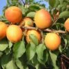 Kompakt Wachsende Aprikose `CompactaⓇ´ Prunus Armeniaca `Compacta´ 2 Kompakt Wachsende Aprikose `CompactaⓇ´ Prunus Armeniaca `Compacta´ -Garten Genuss compacta1