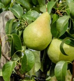 Säulenbirne - Einjährig - Wurzelnackt - In Sorten Pyrus Communis