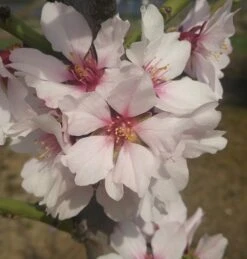 Dürkheimer Krachmandel Prunus Dulcis `Dürkheimer Krachmandel´ -Garten Genuss d rkheimer