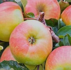 Garten Genuss -Garten Genuss delbarestival