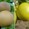 Duo-Nashibaum, Nijiseiki & Kosui Pyrus Pyrifolia -Garten Genuss duo nashi