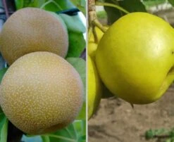 Duo-Nashibaum, Nijiseiki & Kosui Pyrus Pyrifolia