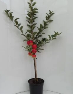 Elstar ® Malus Domestica -Garten Genuss elstar bscuhbaum