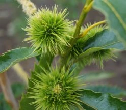 Garten Genuss -Garten Genuss esskastanie 1