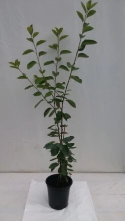 Prince William-Großfruchtige Felsenbirne Amelanchier `Prince William´ -Garten Genuss fELSENBIRNE 600x600