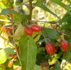 Goji / Chinesische Wolfsbeere `Big Lifeberry´ Lycium Barbarum `Big Lifeberry´ -Garten Genuss goji 1