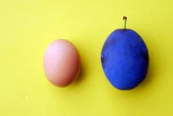 Haganta (S) Prunus Domestica `Haganta´ -Garten Genuss haganta12