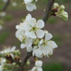 Hanita ® Prunus Domestica `Hanita -Garten Genuss hanita bl te