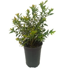 Heidelbeere `Hortblue Petite´ Kompakt Wachsend Vaccinum Corymbosum `Hortblue Petite´ 5 Heidelbeere `Hortblue Petite´ Kompakt Wachsend Vaccinum Corymbosum `Hortblue Petite´ -Garten Genuss hortblue petite1