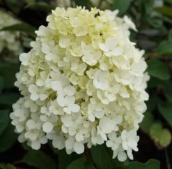 Rispenhortensie `Bobo®´ Hydrangea Paniculata `Bobo´ 7 Rispenhortensie `Bobo®´ Hydrangea Paniculata `Bobo´ -Garten Genuss hortensie bobo1