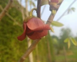 Veredelte Indianerbanane `Allegheny´® Peterson Pawpaws® Asimina Triloba `Allegheny´ -Garten Genuss indianaerbanane bl tefn0zwKy38WN32