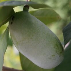 Veredelte Indianerbanane (Paw Paw) `Prima 1216´ Asimina Triloba `Prima 1216´ -Garten Genuss indianerbanane43
