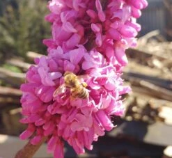 Judasbaum Cercis Siliquastrum 11 Judasbaum Cercis Siliquastrum -Garten Genuss judasbaum mit biene 3UmROOMoGkmKP3