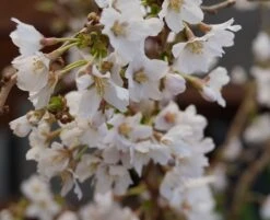 Zwerg-Zierkirsche `Kojou-no-mai´ Prunus Incisa `Kojou-no-mai´ -Garten Genuss kojou no mai2