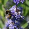 Mönchspfeffer Vitex Agnus Castus -Garten Genuss m nchspfeffer 44