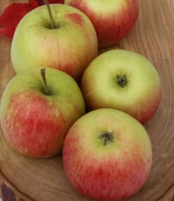 Garten Genuss 18 Delcorf (Delbarestival ®) Malus Domestica `Delcorf´