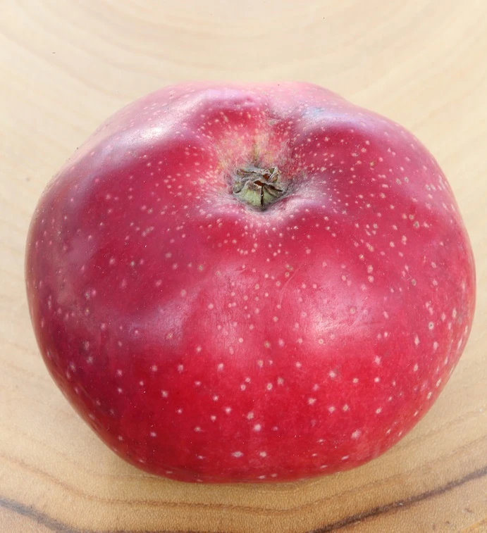 Melrose Malus Domestica `Melrose´ 3 Melrose Malus Domestica `Melrose´