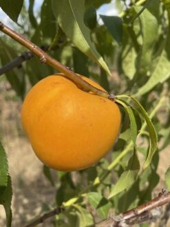 Honig-Nektarine `Bellarina´ Prunus Nucipersica `Bellarina´ -Garten Genuss nektarine bellarina frucht