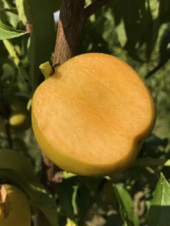 Honig-Nektarine `Bellarina´ Prunus Nucipersica `Bellarina´ -Garten Genuss nektarine bellarina frucht1