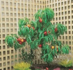 Zwergnektarine `Rubis® Necta ZeeⓈ´ Prunus Nucipersica -Garten Genuss nektarine necta zee rubis baum