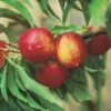 Zwergnektarine `Rubis® Necta ZeeⓈ´ Prunus Nucipersica 2 Zwergnektarine `Rubis® Necta ZeeⓈ´ Prunus Nucipersica -Garten Genuss nektarine necta zee rubis fruechte