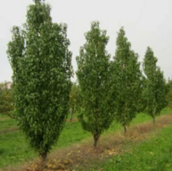 Säulen-Pfirsich `Ellora´ Prunus Persica `Ellora´ -Garten Genuss pfirsich ellora baeume