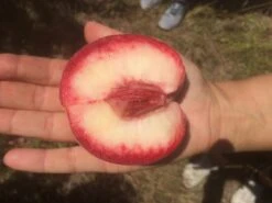 Säulen-Pfirsich `Ellora´ Prunus Persica `Ellora´ -Garten Genuss pfirsich ellora frucht1