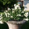 Zwerg-Gartenjasmin `Little White Love´ Philadelphus Coronarius -Garten Genuss philadelphus little white love 3
