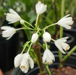 Rispen-Pimpernuss Staphylea Pinnata 9 Rispen-Pimpernuss Staphylea Pinnata -Garten Genuss pimpernuss2