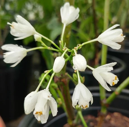 Rispen-Pimpernuss Staphylea Pinnata 5 Rispen-Pimpernuss Staphylea Pinnata – Bild 3