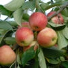 Rebella ® Malus Domestica -Garten Genuss rebellas