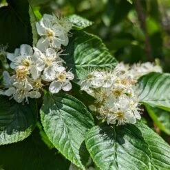 Erlenblättrige Eberesche `Red Bird´ Sorbus Alnifolia `Red Bird´ 8 Erlenblättrige Eberesche `Red Bird´ Sorbus Alnifolia `Red Bird´ -Garten Genuss red bird 2