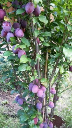 Rote Säulen-Mirabelle `Ruby´ Wurzelnackt Prunus Domestica Subsp. Syriaca `Ruby´ -Garten Genuss ruby2a0Cx9InYDY0Pl