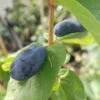 2er-Set Sibirische Blaubeeren `Wojtek´und `Zojka´ Lonicera Kamtschatica -Garten Genuss sibirische Blaubeere fruchtciCSoDR0iiulH