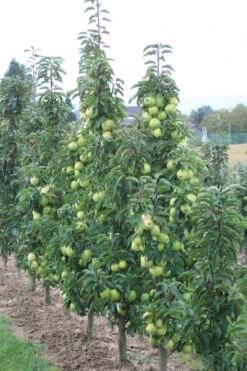 Sirius Ⓢ Malus Domestica `Sirius´ 8 Sirius Ⓢ Malus Domestica `Sirius´ -Garten Genuss sirius2