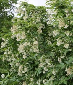 Kolchische Pimpernuss Staphylea Colchica 8 Kolchische Pimpernuss Staphylea Colchica -Garten Genuss staphylea colchca 1s1b8716