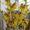 Zaubernuss `Arnold Promise´ Hamamelis X Intermedia `Arnold Promise´ -Garten Genuss zaubernuss arnold promise