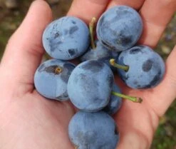 Zibarte Voraussichtlich Ab Juni/Juli Wieder Verfügbar 8 Zibarte Voraussichtlich Ab Juni/Juli Wieder Verfügbar -Garten Genuss zibarte 22